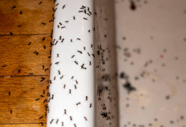 Best Local Pest Control Services  in Marlinton, WV